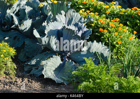 Chou rouge (Brassica oleracea var. capitata f. rubra) et souci officinal (Calendula officinalis) Banque D'Images