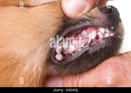 L'ulcère de la bouche on dog in front of white background Banque D'Images