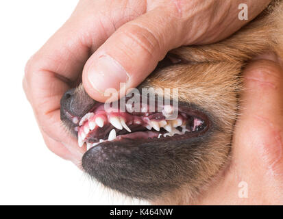 L'ulcère de la bouche on dog in front of white background Banque D'Images