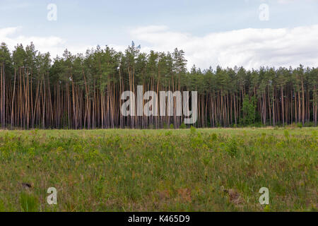 La plantation de jeunes pins dans old pine forest landscape Banque D'Images