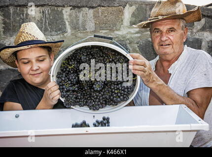 Teenage boy avec son grand-père parsèment grappes de raisins à la vigne. Deux agriculteurs. Thème vintage. Chasse d'automne. Banque D'Images