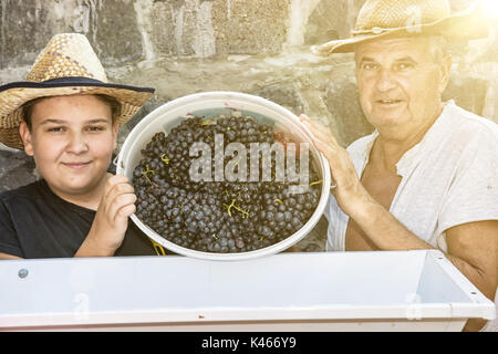 Jeune garçon avec son grand-père parsèment grappes de raisins à la vigne. Thème vintage. Les rayons du soleil jaune. Chasse d'automne. Deux agriculteurs. Banque D'Images