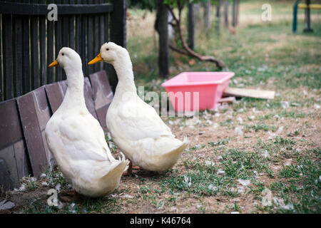 Deux canards domestiques blancs dans la cour Banque D'Images