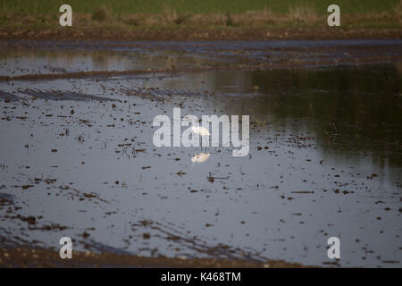 Un héron blanc reflète dans l'eau des rizières entre Vercelli et Novara près du parc du safari Varallo Pombia Novara ITALIE LAC MAJEUR LAC Banque D'Images