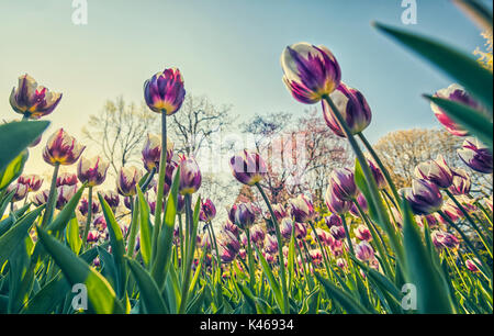 Tulipes au Royal Botanical Garden. Madrid. L'Espagne. Banque D'Images