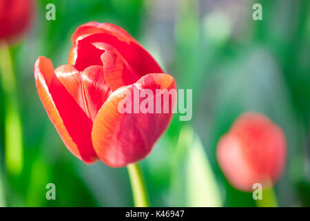 Tulipes au Royal Botanical Garden. Madrid. L'Espagne. Banque D'Images