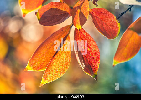 Diospyros kaki blanc en automne au Royal Botanical Garden. Madrid. Communauté de Madrid. Espagne Banque D'Images