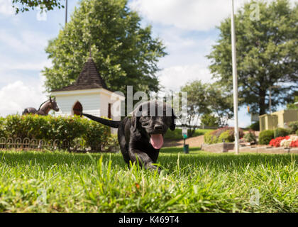 Chiot labrador noir marcher dans l'herbe sur une chaude journée d'été Banque D'Images