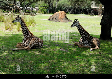 Les Girafes bébé reposant sur l'herbe Banque D'Images