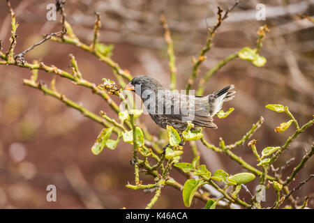 Petit pinson (Geospiza fuliginosa au sol) perché sur une branche, Rabida Island, îles Galapagos, Equateur, Amérique du Sud Banque D'Images