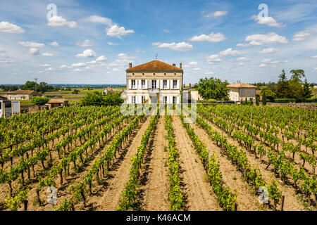 Rangées de vignes dans un vignoble de Saint-Emilion, une commune française, située dans le département de la Gironde et Nouvelle-Aquitaine dans le sud-ouest de la France en soleil Banque D'Images