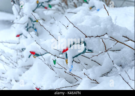 Les lumières de Noël sur la neige couverts bush Banque D'Images