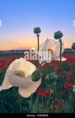 Pavot blanc et fleurs de pavot rouge domaine. Getafe, Communauté de Madrid. L'Espagne. Banque D'Images