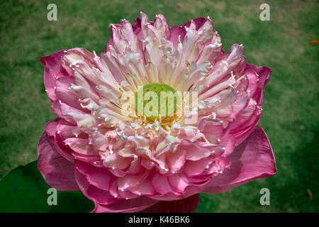 Fleur de Lotus, rose, tige, pod, Nelumbo nucifera. Banque D'Images