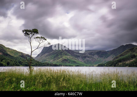 Lone Tree, buttermere, Lake District, Cumbria Banque D'Images