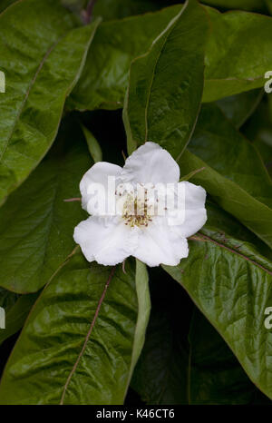 Mespilus germanica 'grande fédération' fleur au printemps. Néflier 'Grand russe'. Banque D'Images