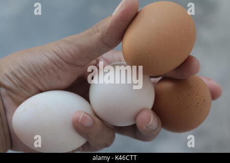 Les oeufs de canard et les œufs de poulet frais Banque D'Images