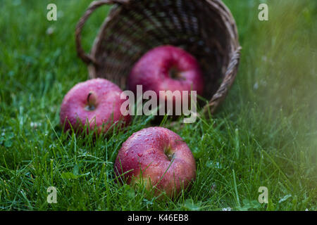 Vue rapprochée de pommes mûres fraîches avec de l'eau gouttes tombant de basket dans l'herbe Banque D'Images