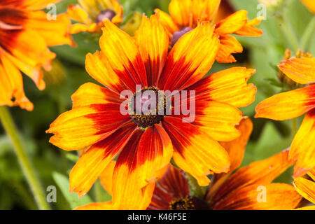 Rudbeckia hirta ' ' Cappuccino, black-eyed Susan Banque D'Images