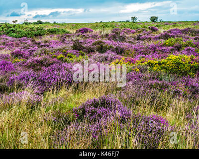 Floraison violet bruyère et l'ajonc jaune sur la Colline Winsford dans le Parc National d'Exmoor. Banque D'Images