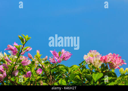 Bougainvilliers en fleurs rose et blanc contre le ciel bleu en été en thailande Banque D'Images