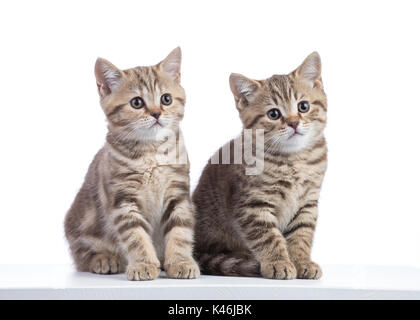 Deux chatons assis isolé sur fond blanc Banque D'Images