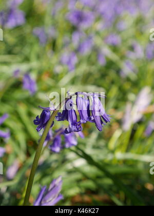 Close up de fleurs jacinthes des bois bluebell., yoxall lodge, Staffordshire Banque D'Images
