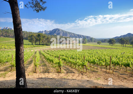 Vignobles dans les collines des Alpilles. Domaine de la Vallongue, Eygalières, Provence Banque D'Images