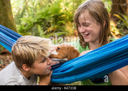 Deux mois Épagneul Breton "Archie" se reposant dans un hamac, léchant un garçon de onze ans, comme une fillette de dix ans assiste à l'Issaquah, Washington, Banque D'Images