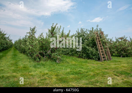 Les pommes sur les arbres dans un verger prête à être cueillie Banque D'Images