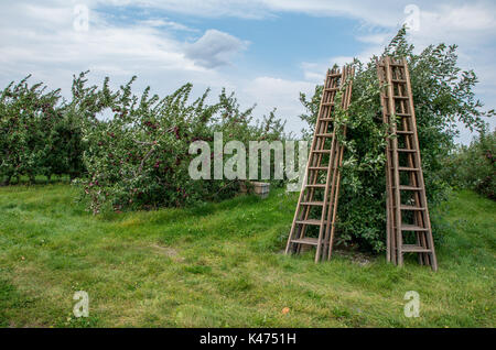 Les pommes sur les arbres dans un verger prête à être cueillie Banque D'Images