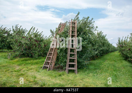 Les pommes sur les arbres dans un verger prête à être cueillie Banque D'Images