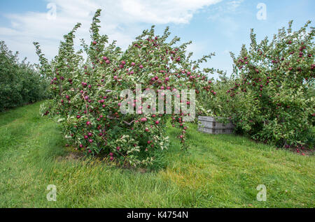 Les pommes sur les arbres dans un verger prête à être cueillie Banque D'Images