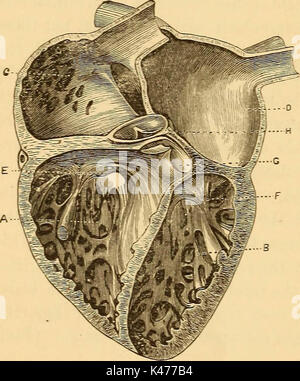 'Un traité sur la physiologie et l'hygiène pour les établissements d'enseignement et de lecteurs en général ..' (1887) Banque D'Images