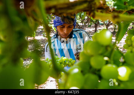 Bahia de Kino, Flore Faune y del Desierto de Punta Chueca, San Nicolas Sonora au Mexique Banque D'Images