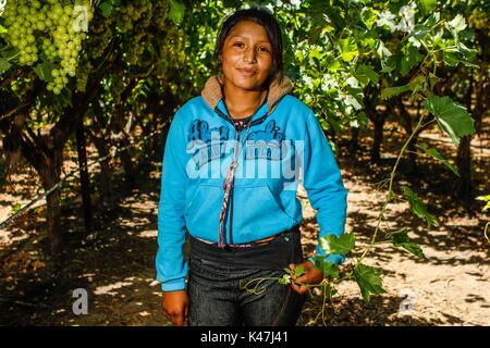 Bahia de Kino, Flore Faune y del Desierto de Punta Chueca, San Nicolas Sonora au Mexique Banque D'Images