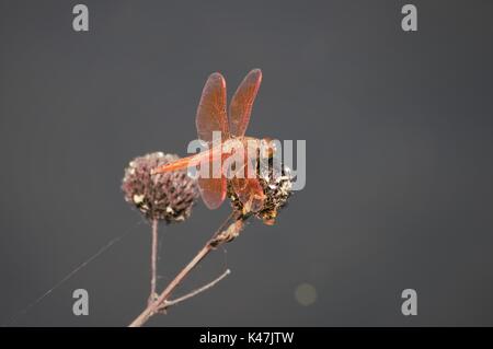 Libellule perchée sur les fleurs séchées, dans l'Indonésie Malang Banque D'Images