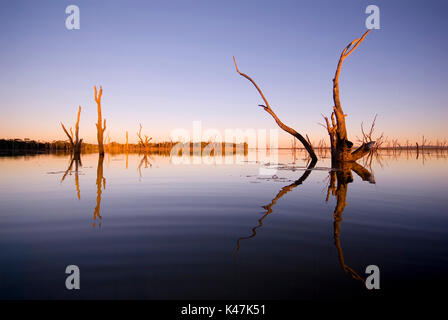 Réflexion du soir d'arbres morts sur le lac de l'eau Nuga Nuga, Queensland central Banque D'Images