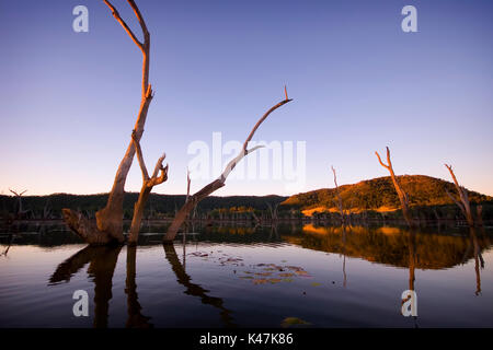 Réflexion du soir d'arbres morts sur le lac de l'eau Nuga Nuga, Queensland central Banque D'Images