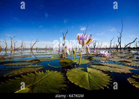 Lac nénuphar violet Nuga Nuga Central Queensland Banque D'Images