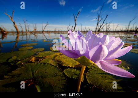 Lac nénuphar violet Nuga Nuga Central Queensland Banque D'Images