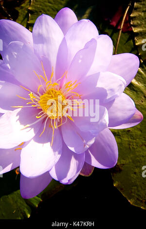 Lac nénuphar violet Nuga Nuga Central Queensland Banque D'Images