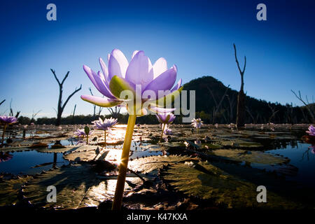 Lac nénuphar violet Nuga Nuga Central Queensland Banque D'Images