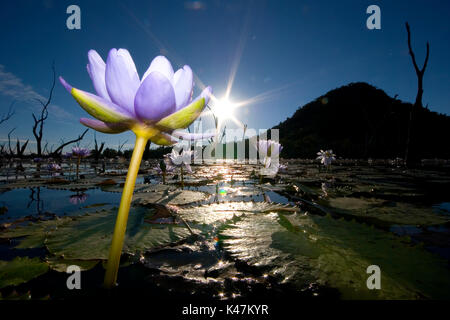 Lac nénuphar violet Nuga Nuga Central Queensland Banque D'Images