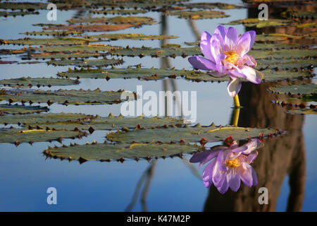 Lac nénuphar violet Nuga Nuga Central Queensland Banque D'Images