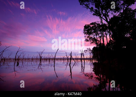 Réflexion du soir d'arbres morts sur le lac de l'eau Nuga Nuga, Queensland central Banque D'Images