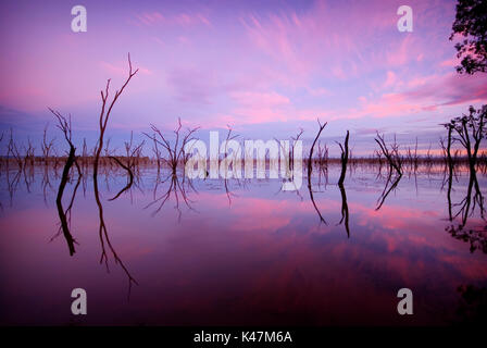 Réflexion du soir d'arbres morts sur le lac de l'eau Nuga Nuga, Queensland central Banque D'Images