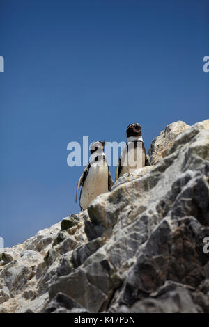 Les manchots du Cap (Spheniscus humbolti Humbolt), îles Ballestas, province de Pisco, Ica, Pérou, Amérique du Sud Banque D'Images