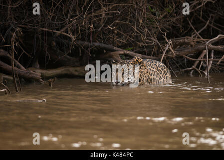 Jaguar (Panthera onca) du Nord Pantanal, Brésil Banque D'Images