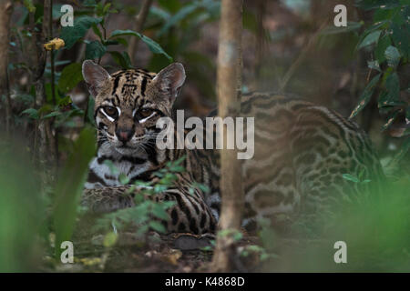 Un sauvage l'Ocelot (Leopardus pardalis) du Sud Pantanal, Brésil Banque D'Images